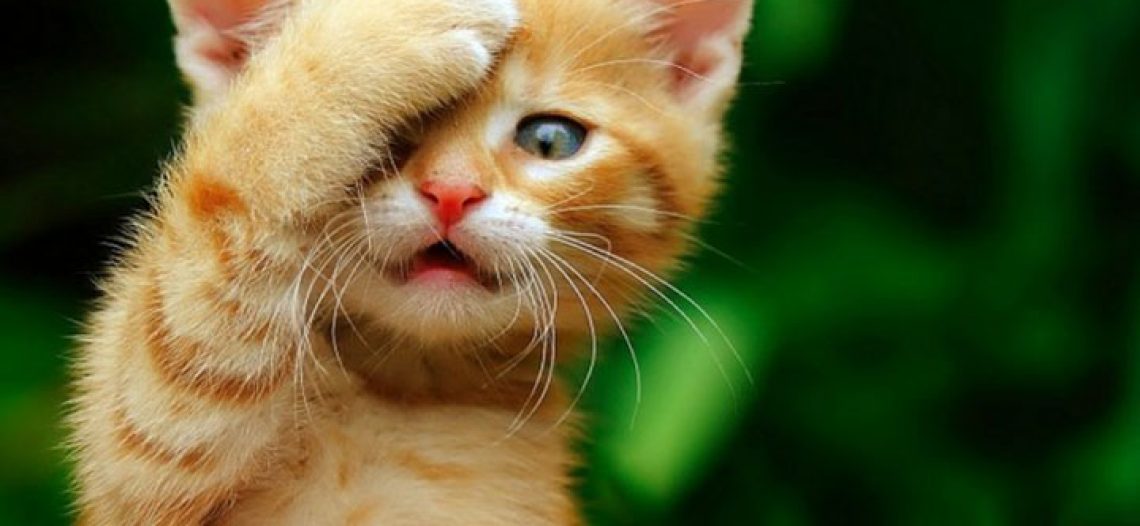Want to adopt a cat? Uber delivers