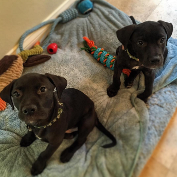 Scout and Savannah
